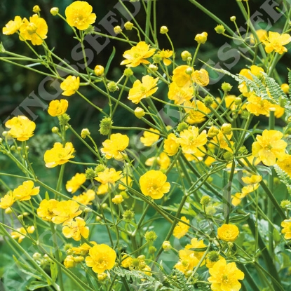 Picture of Buttercup Meadow (Ranunculus acris)
